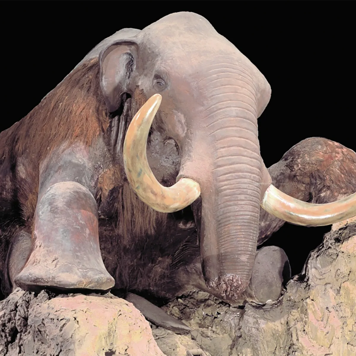 Berezovka mammoth